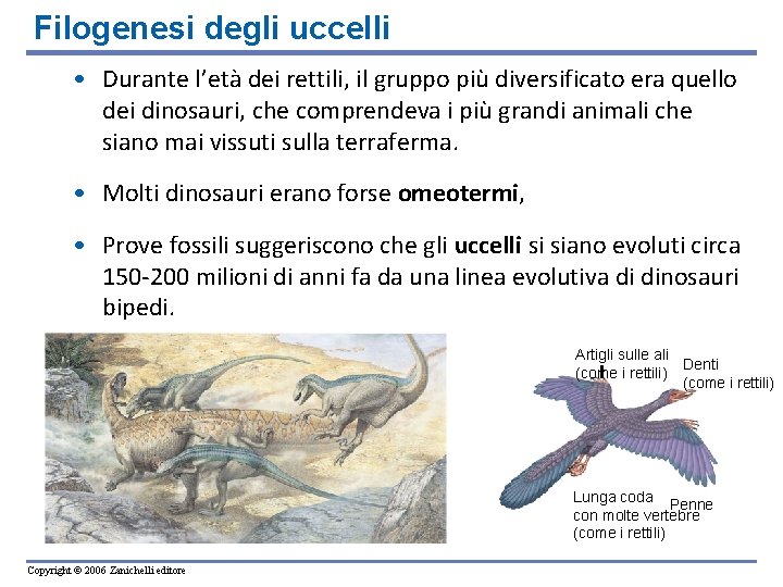 Filogenesi degli uccelli • Durante l’età dei rettili, il gruppo più diversificato era quello