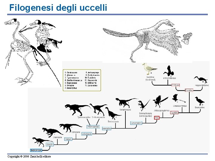 Filogenesi degli uccelli Copyright © 2006 Zanichelli editore 