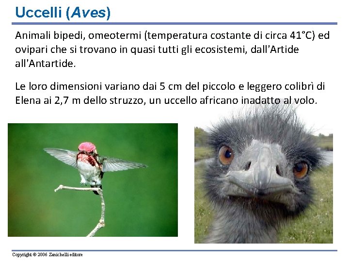 Uccelli (Aves) Animali bipedi, omeotermi (temperatura costante di circa 41°C) ed ovipari che si