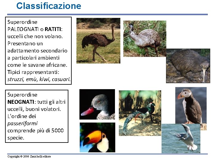 Classificazione Superordine PALEOGNATI o RATITI: uccelli che non volano. Presentano un adattamento secondario a