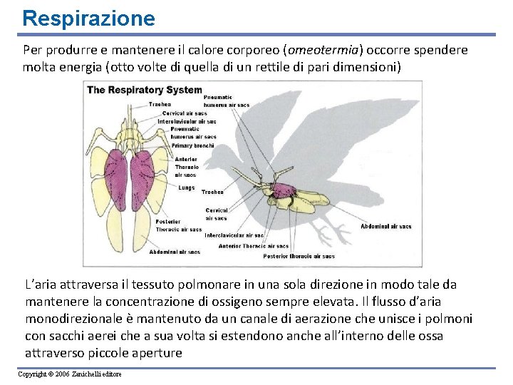 Respirazione Per produrre e mantenere il calore corporeo (omeotermia) occorre spendere molta energia (otto