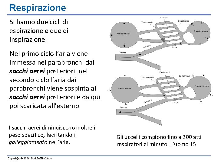 Respirazione Si hanno due cicli di espirazione e due di inspirazione. Nel primo ciclo