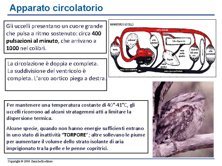 Apparato circolatorio Gli uccelli presentano un cuore grande che pulsa a ritmo sostenuto: circa