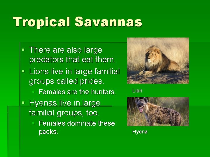 Tropical Savannas § There also large predators that eat them. § Lions live in