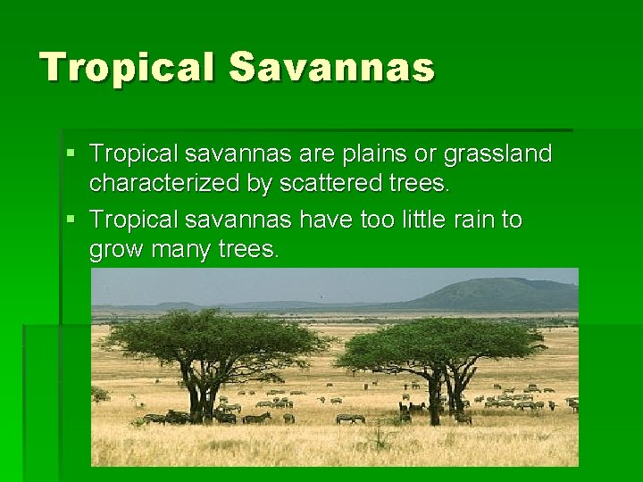 Tropical Savannas § Tropical savannas are plains or grassland characterized by scattered trees. §