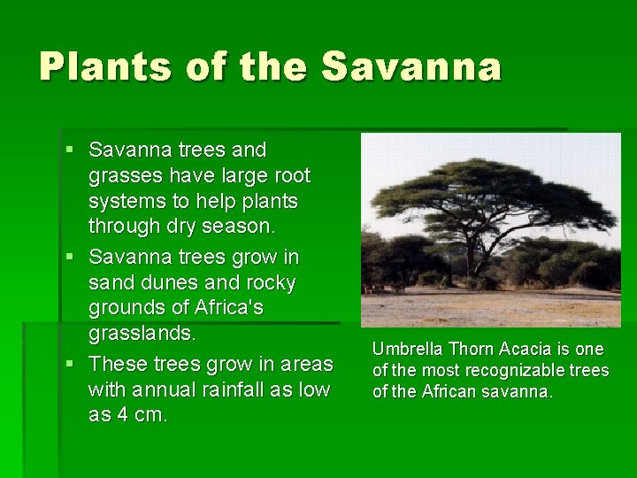 Plants of the Savanna § Savanna trees and grasses have large root systems to