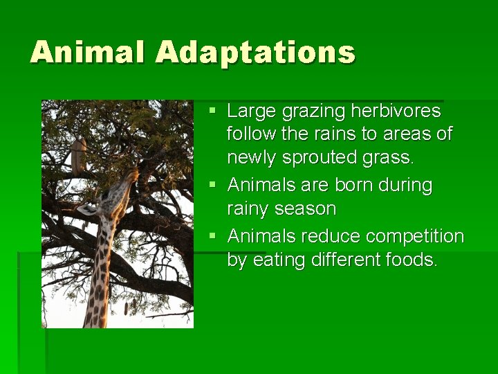 Animal Adaptations § Large grazing herbivores follow the rains to areas of newly sprouted