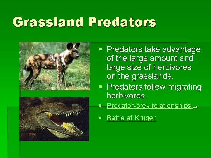 Grassland Predators § Predators take advantage of the large amount and large size of