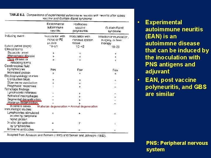 • Experimental autoimmune neuritis (EAN) is an autoimmne disease that can be induced • Experimental autoimmune neuritis (EAN) is an autoimmne disease that can be induced