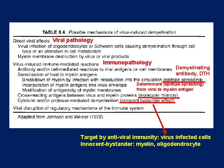 Viral pathology Immunopathology Demyelinating antibody, DTH Determinant (epitope spreading) from viral to myelin antigen Viral pathology Immunopathology Demyelinating antibody, DTH Determinant (epitope spreading) from viral to myelin antigen