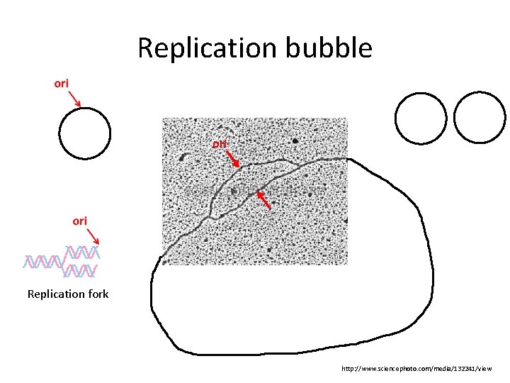 Replication bubble ori Replication fork http: //www. sciencephoto. com/media/132241/view 