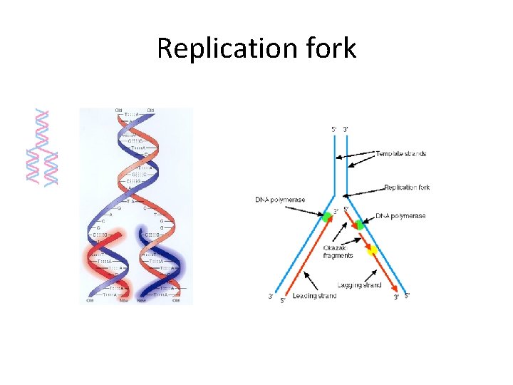 Replication fork 