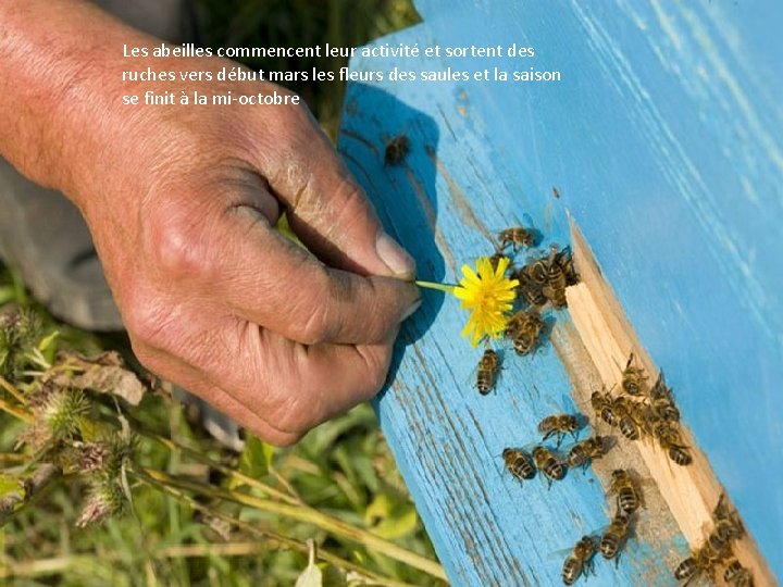 Les abeilles commencent leur activité et sortent des ruches vers début mars les fleurs