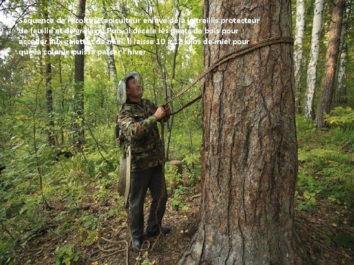 Séquence de récolte. L’apiculteur enlève déjà le treillis protecteur de feuille et de grillage.