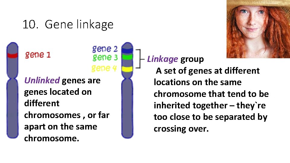 10. Gene linkage Unlinked genes are genes located on different chromosomes , or far