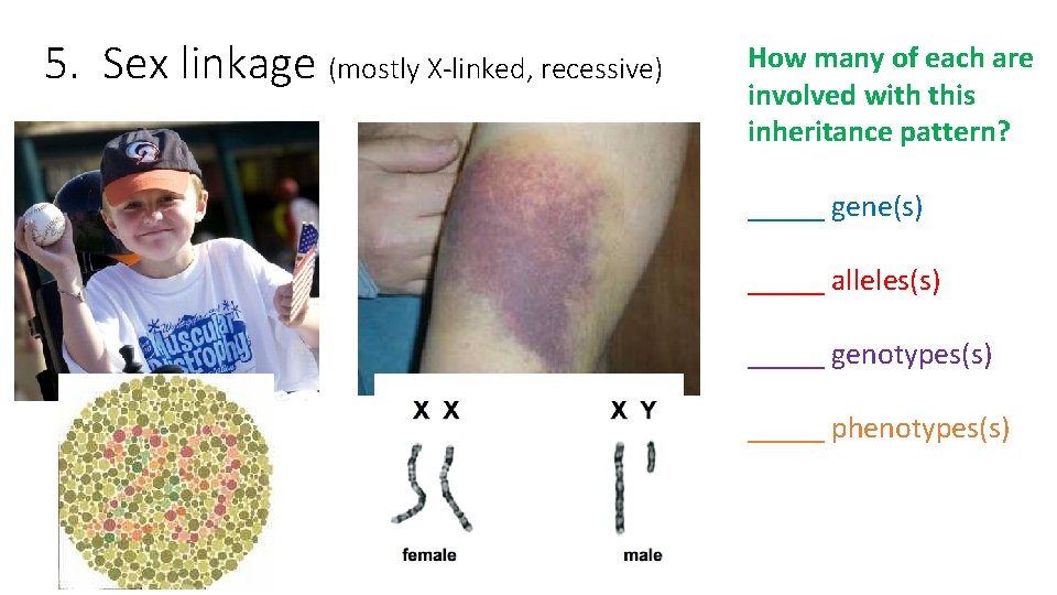 5. Sex linkage (mostly X-linked, recessive) How many of each are involved with this