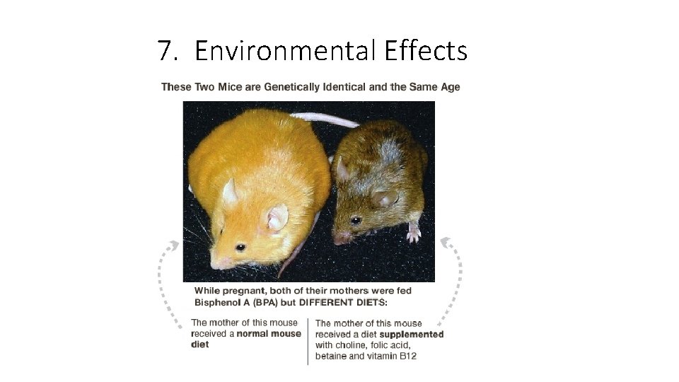 7. Environmental Effects 
