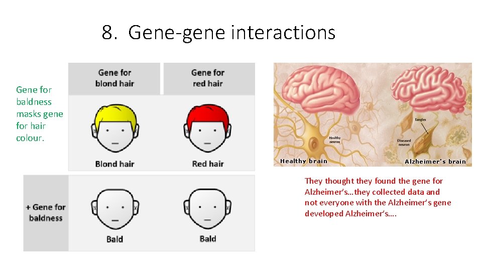 8. Gene-gene interactions Gene for baldness masks gene for hair colour. They thought they