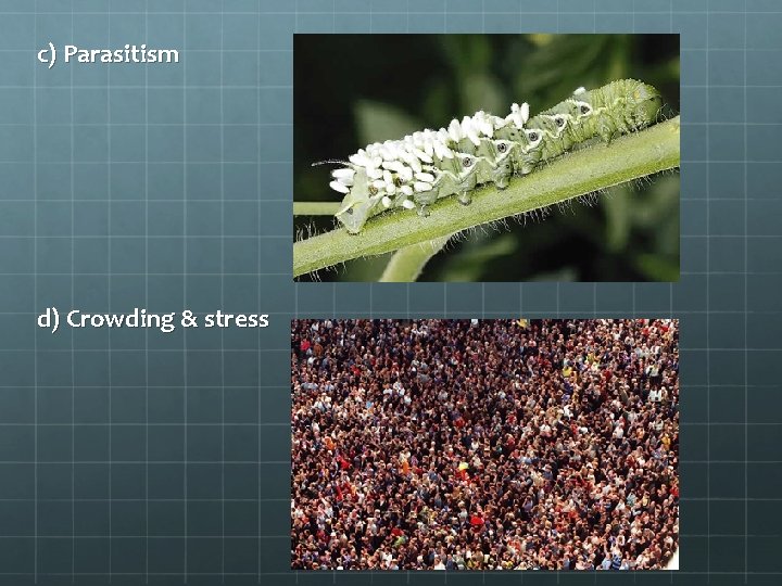 c) Parasitism d) Crowding & stress 