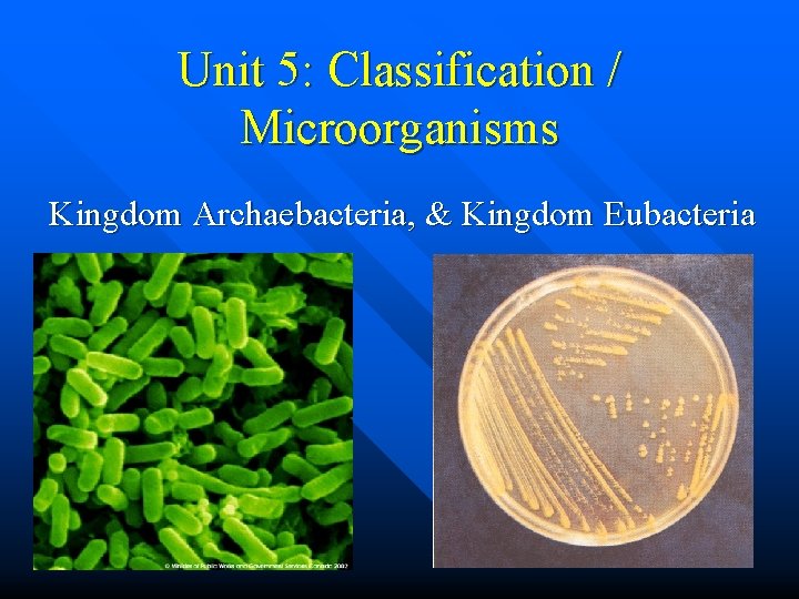 Unit 5: Classification / Microorganisms Kingdom Archaebacteria, & Kingdom Eubacteria 