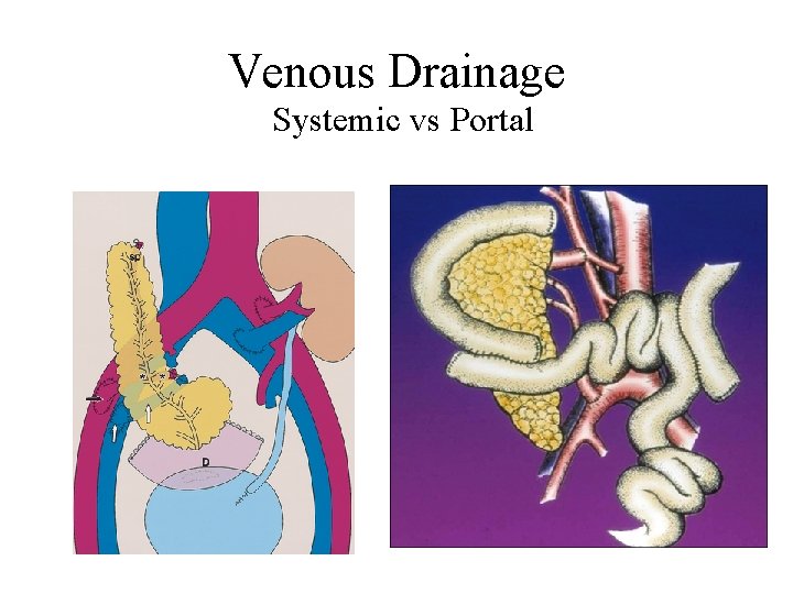 Venous Drainage Systemic vs Portal 