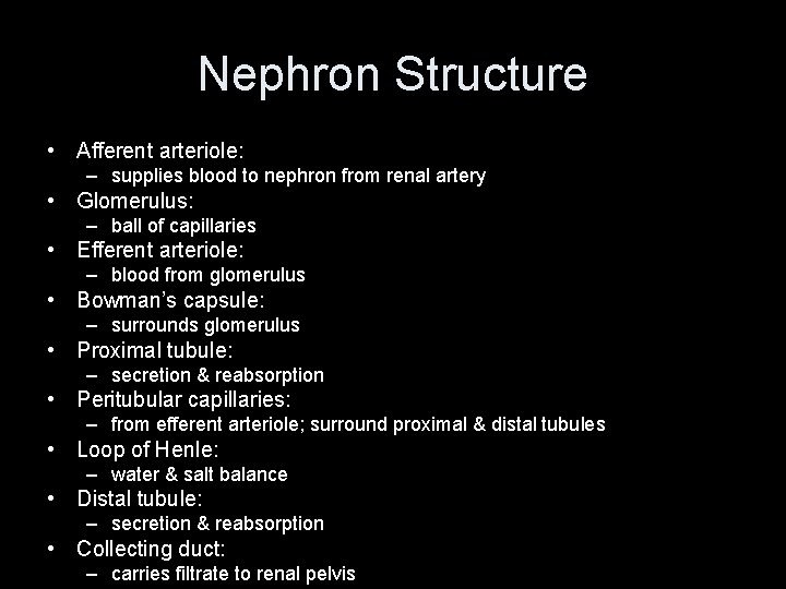 Nephron Structure • Afferent arteriole: – supplies blood to nephron from renal artery • Nephron Structure • Afferent arteriole: – supplies blood to nephron from renal artery •