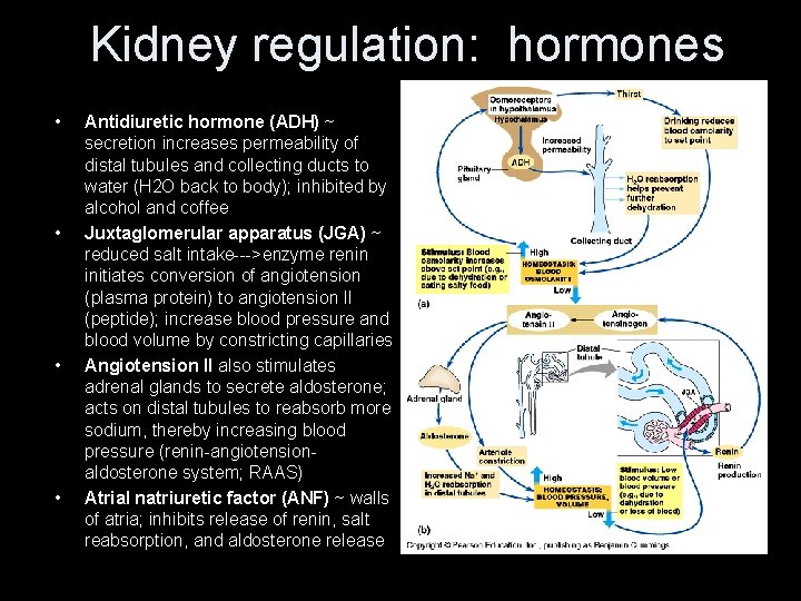 Kidney regulation: hormones • • Antidiuretic hormone (ADH) ~ secretion increases permeability of distal Kidney regulation: hormones • • Antidiuretic hormone (ADH) ~ secretion increases permeability of distal