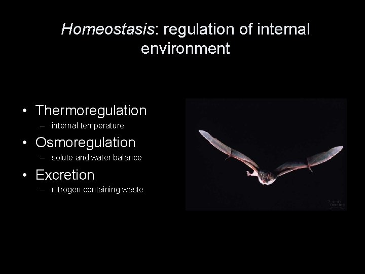 Homeostasis: regulation of internal environment • Thermoregulation – internal temperature • Osmoregulation – solute Homeostasis: regulation of internal environment • Thermoregulation – internal temperature • Osmoregulation – solute