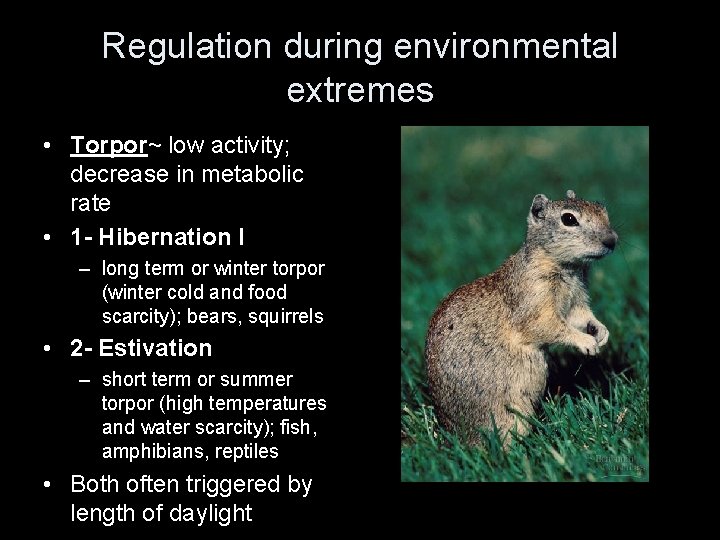 Regulation during environmental extremes • Torpor~ low activity; decrease in metabolic rate • 1 Regulation during environmental extremes • Torpor~ low activity; decrease in metabolic rate • 1