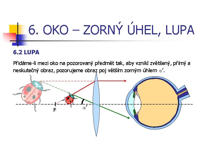 6. OKO – ZORNÝ ÚHEL, LUPA 6. 2 LUPA Přidáme-li mezi oko na pozorovaný