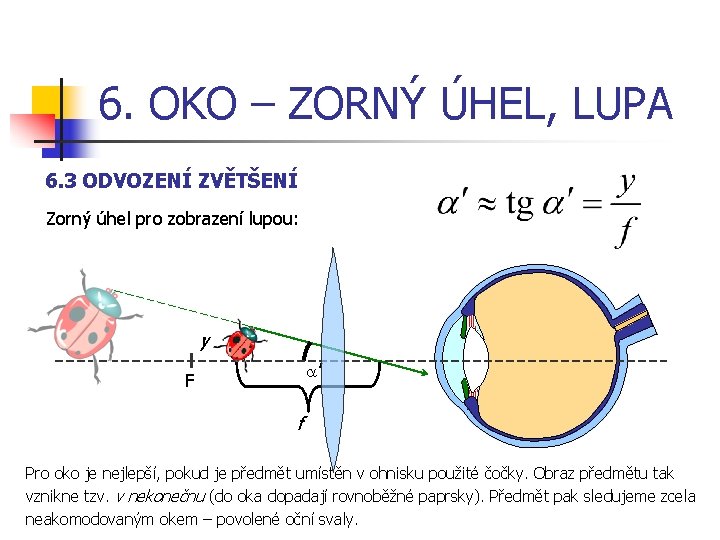 6. OKO – ZORNÝ ÚHEL, LUPA 6. 3 ODVOZENÍ ZVĚTŠENÍ Zorný úhel pro zobrazení