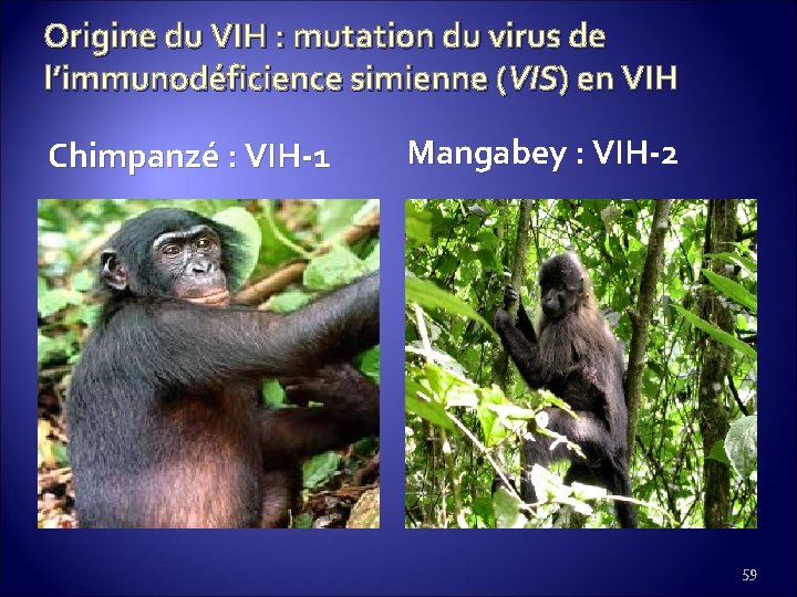 Origine du VIH : mutation du virus de l’immunodéficience simienne (VIS) en VIH Chimpanzé