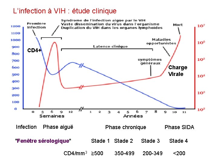 L’infection à VIH : étude clinique CD 4+ Charge Virale Infection Phase aiguë "Fenêtre