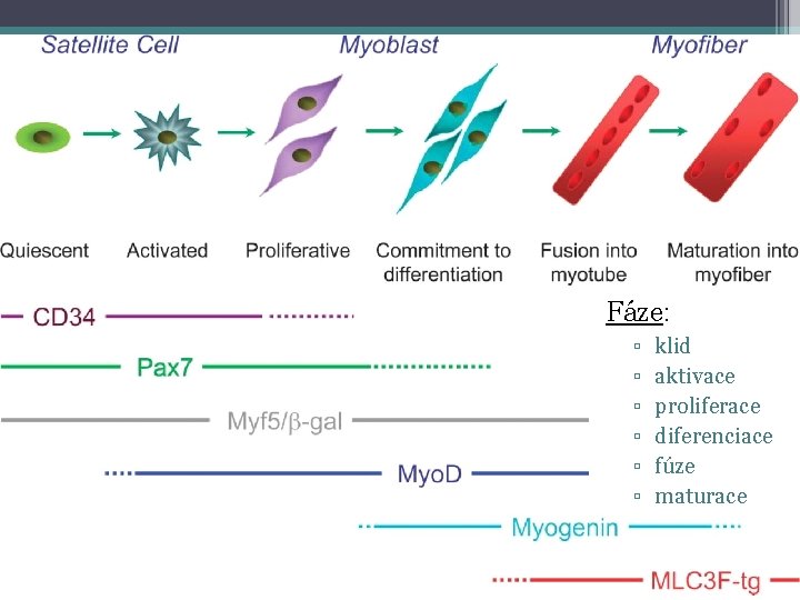 Fáze: ▫ ▫ ▫ klid aktivace proliferace diferenciace fúze maturace 