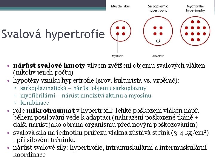Svalová hypertrofie • nárůst svalové hmoty vlivem zvětšení objemu svalových vláken (nikoliv jejich počtu)