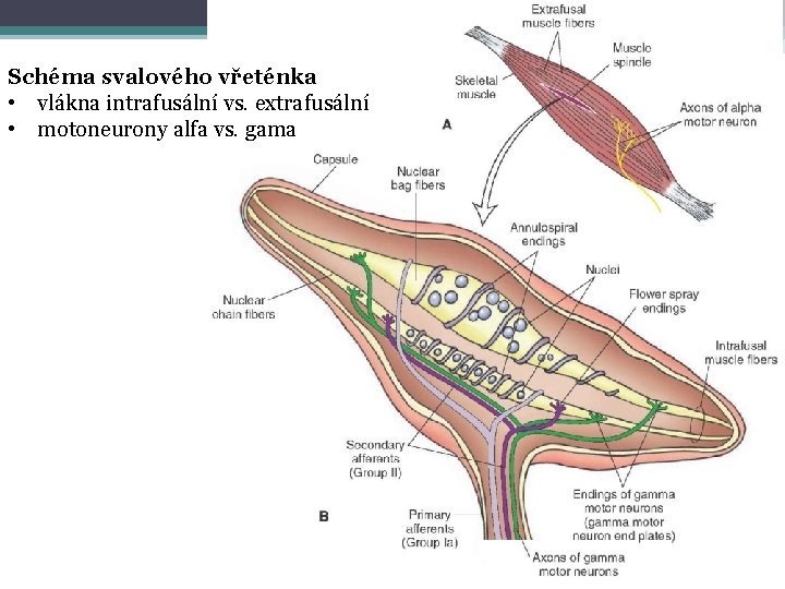 Schéma svalového vřeténka • vlákna intrafusální vs. extrafusální • motoneurony alfa vs. gama 