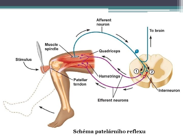 Schéma patelárního reflexu 