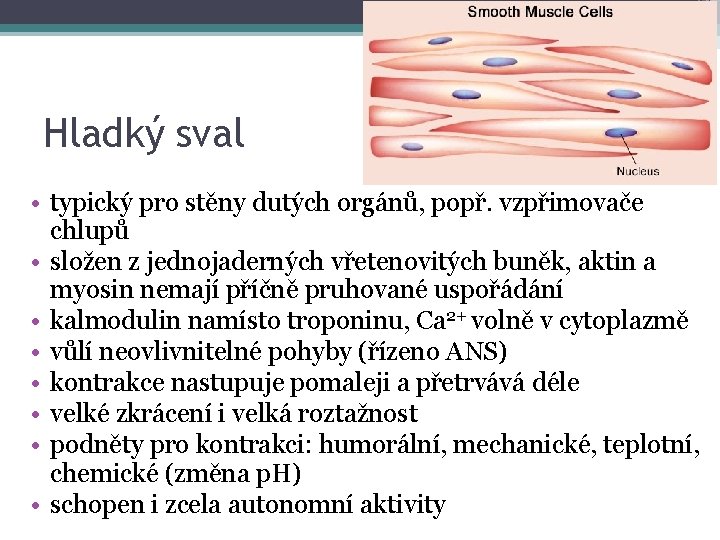 Hladký sval • typický pro stěny dutých orgánů, popř. vzpřimovače chlupů • složen z