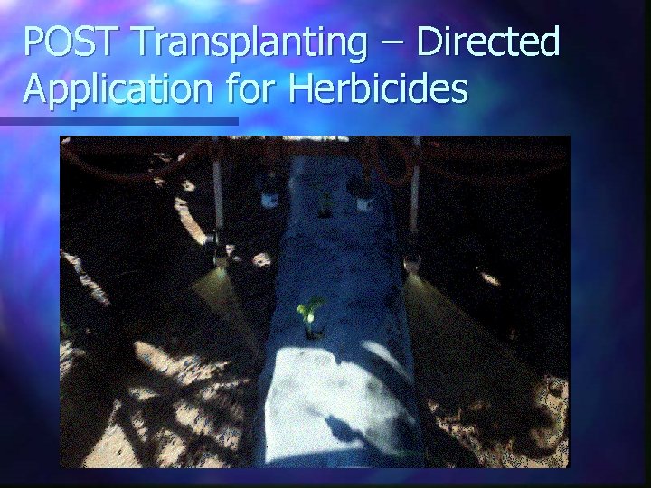 POST Transplanting – Directed Application for Herbicides 