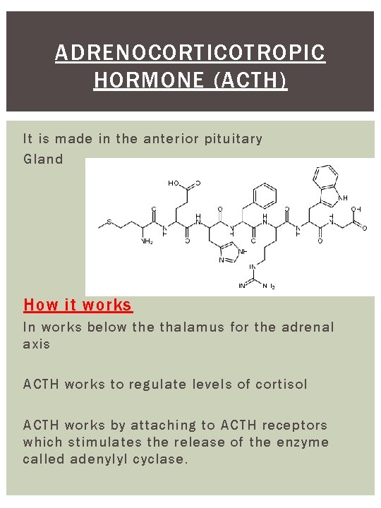 ADRENOCORTICOTROPIC HORMONE (ACTH) It is made in the anterior pituitary Gland How it works
