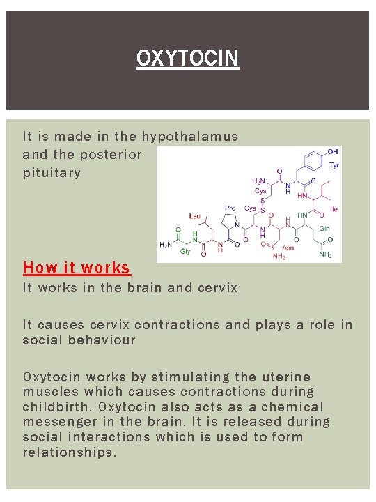 OXYTOCIN It is made in the hypothalamus and the posterior pituitary How it works