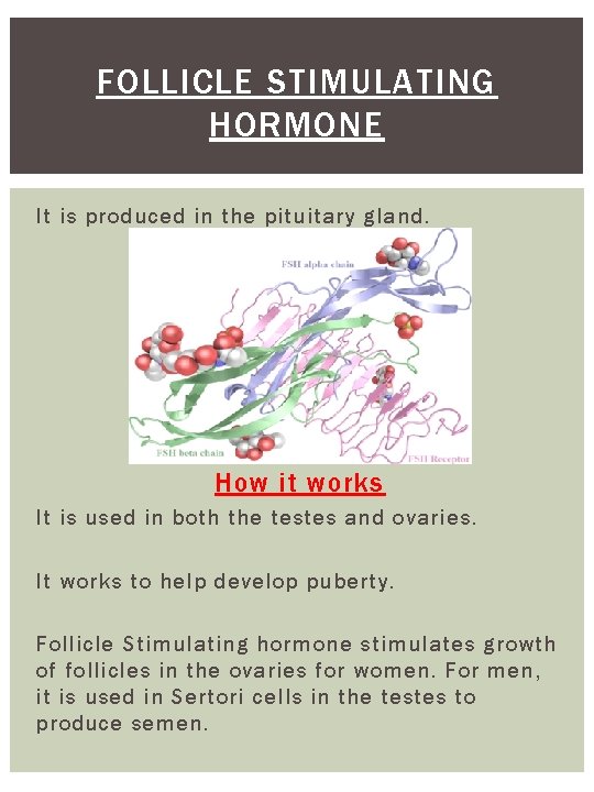 FOLLICLE STIMULATING HORMONE It is produced in the pituitary gland. How it works It