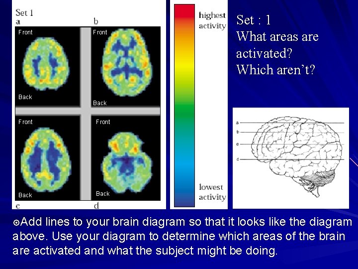Add lines to your brain diagram as shown