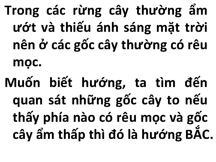 Trong các rừng cây thường ẩm ướt và thiếu ánh sáng mặt trời nên