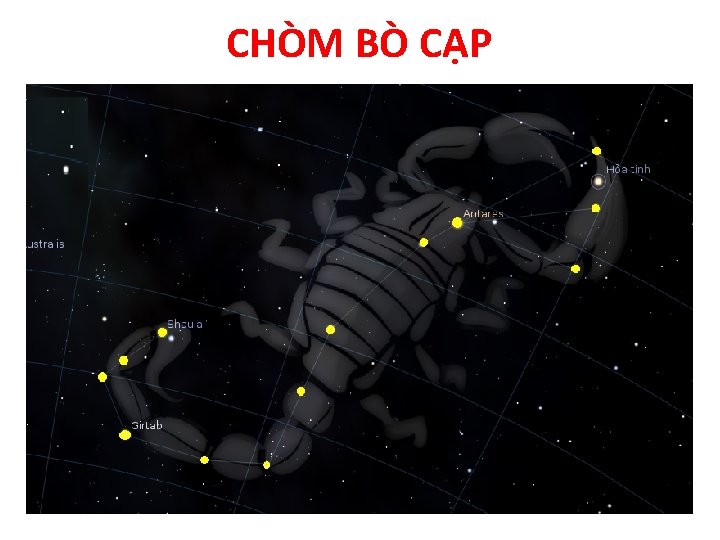 CHÒM BÒ CẠP 