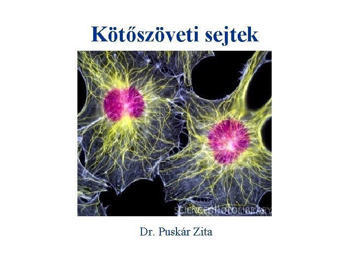 Kötőszöveti sejtek Dr. Puskár Zita 