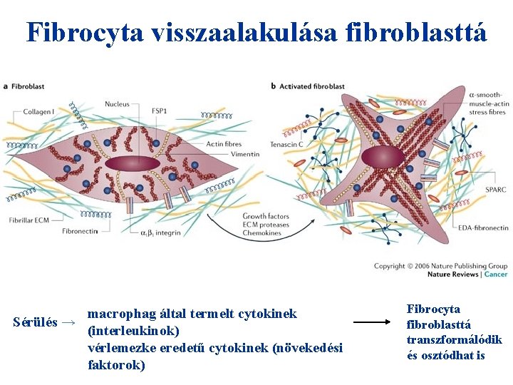 Fibrocyta visszaalakulása fibroblasttá macrophag által termelt cytokinek Sérülés → (interleukinok) vérlemezke eredetű cytokinek (növekedési