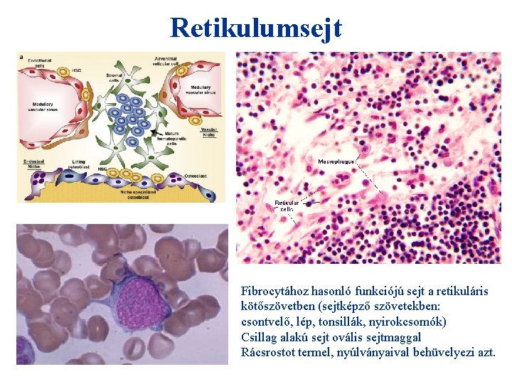 Retikulumsejt Fibrocytához hasonló funkciójú sejt a retikuláris kötőszövetben (sejtképző szövetekben: csontvelő, lép, tonsillák, nyirokcsomók)