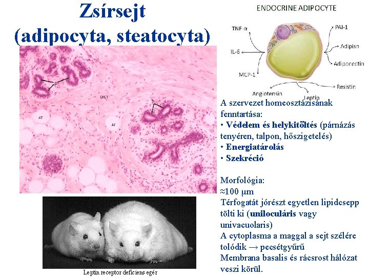 Zsírsejt (adipocyta, steatocyta) A szervezet homeosztázisának fenntartása: • Védelem és helykitöltés (párnázás tenyéren, talpon,