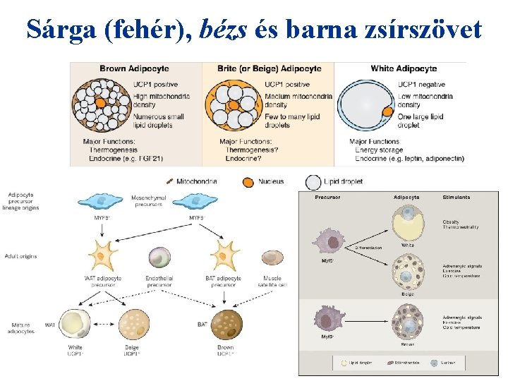 Sárga (fehér), bézs és barna zsírszövet 